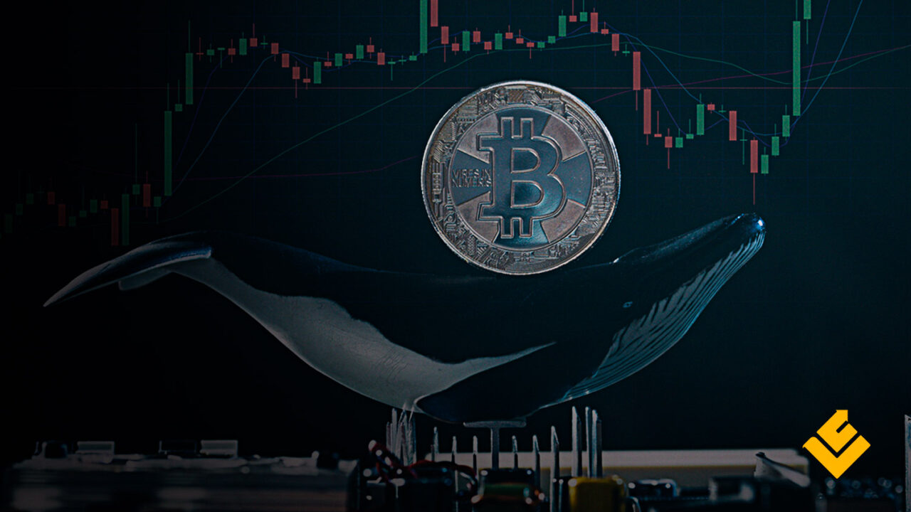 Transações de baleias bitcoin em oferta constante